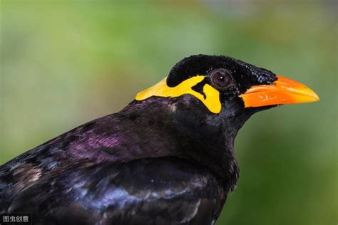 九宮鳥|鷯哥鳥好養嗎？教你新手如何正確飼養